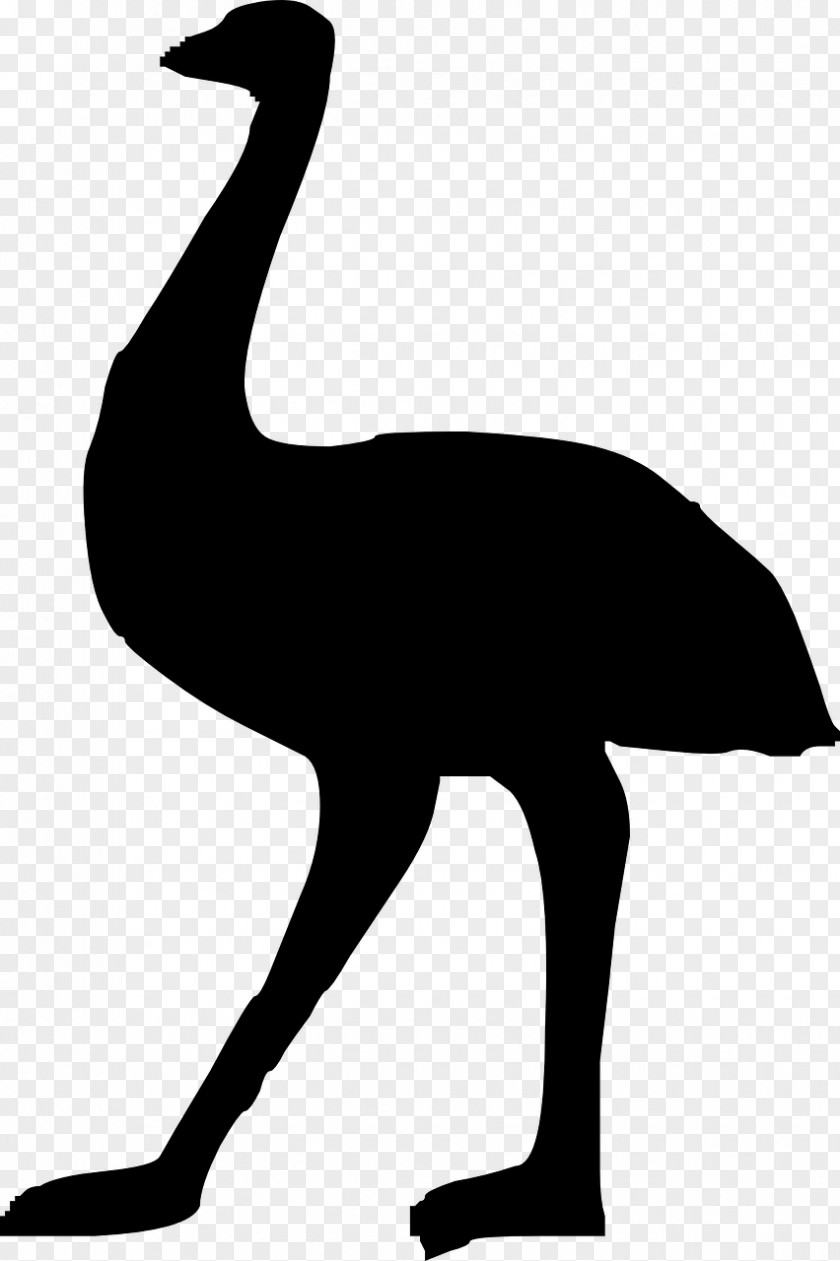Australia Silhouette Common Ostrich Emu Clip Art PNG