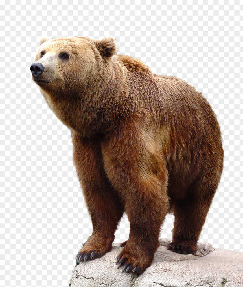 Brown Bear Grizzly PNG