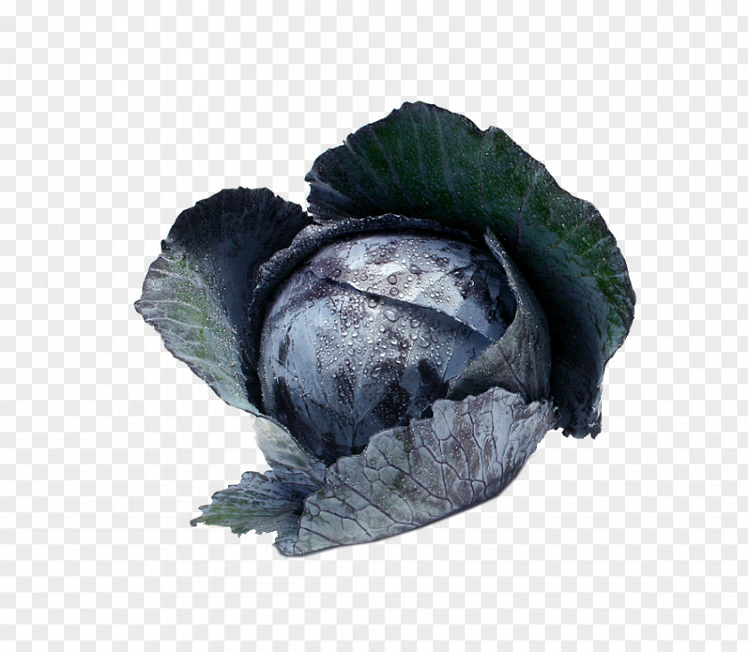 Cabbage Vegetables Red Savoy Cauliflower Vegetable PNG