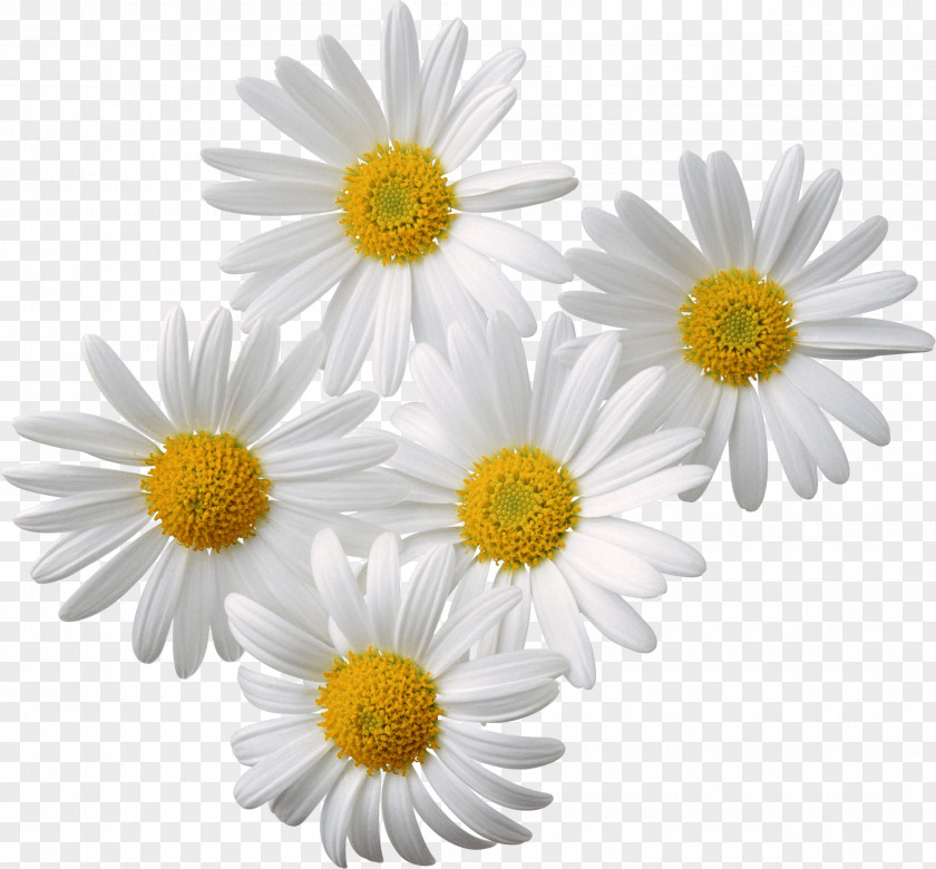 Flowers Daisy White Yellow PNG Yellow, white daisy flowers art clipart PNG