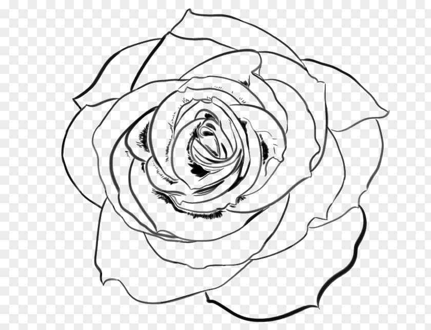 Realistic Sketch Line Art Garden Roses Drawing DeviantArt PNG