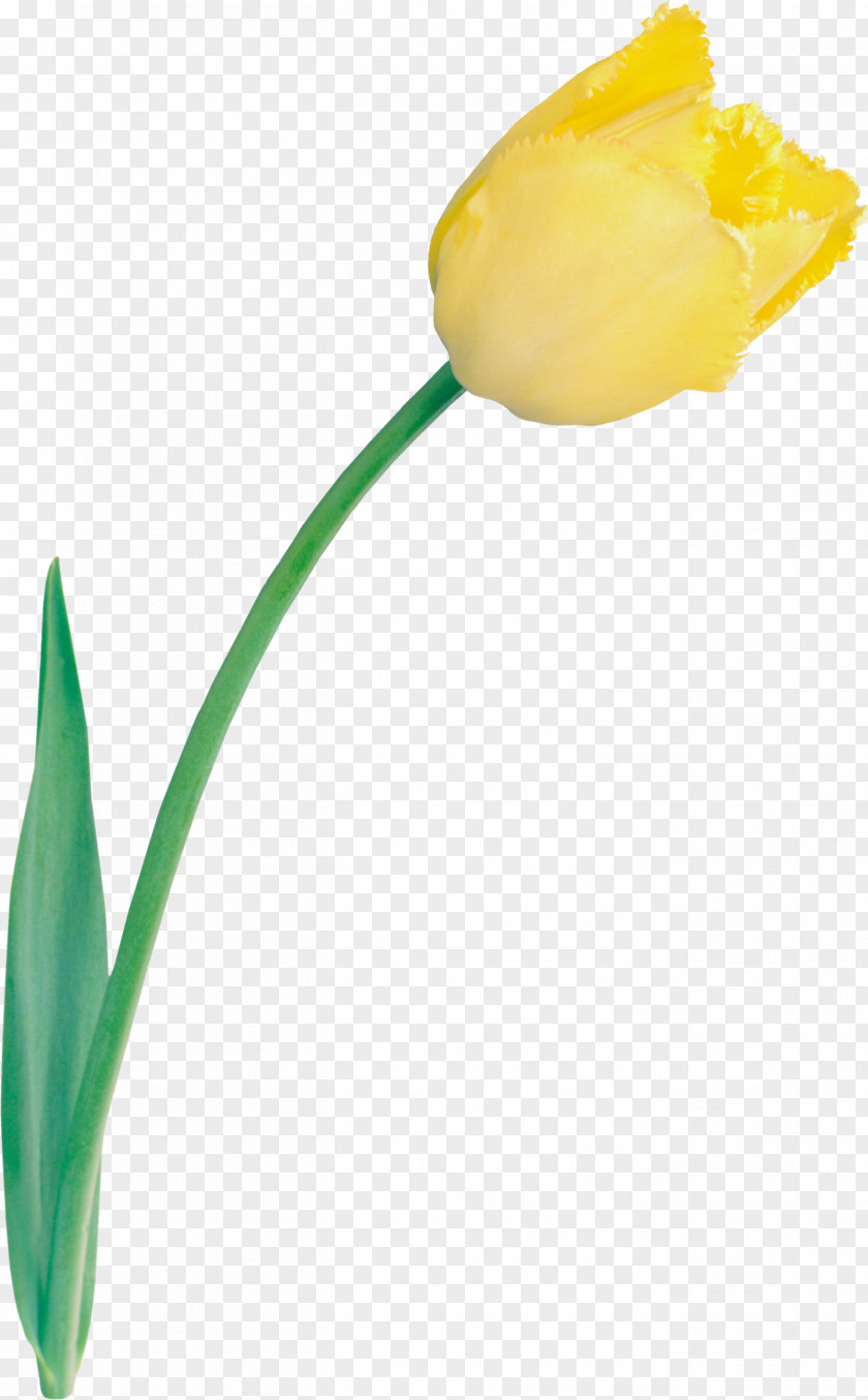 Tulip Cut Flowers Yellow Clip Art PNG