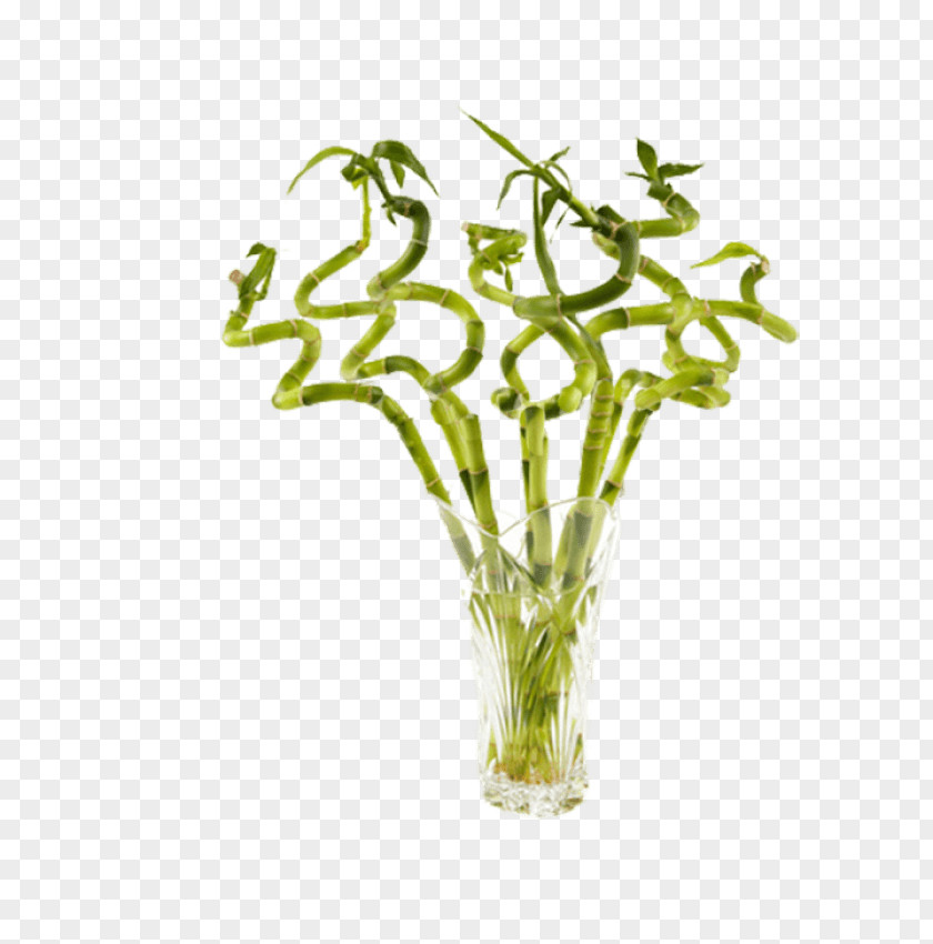 Bamboo Lucky Shoot Featurepics Plant PNG