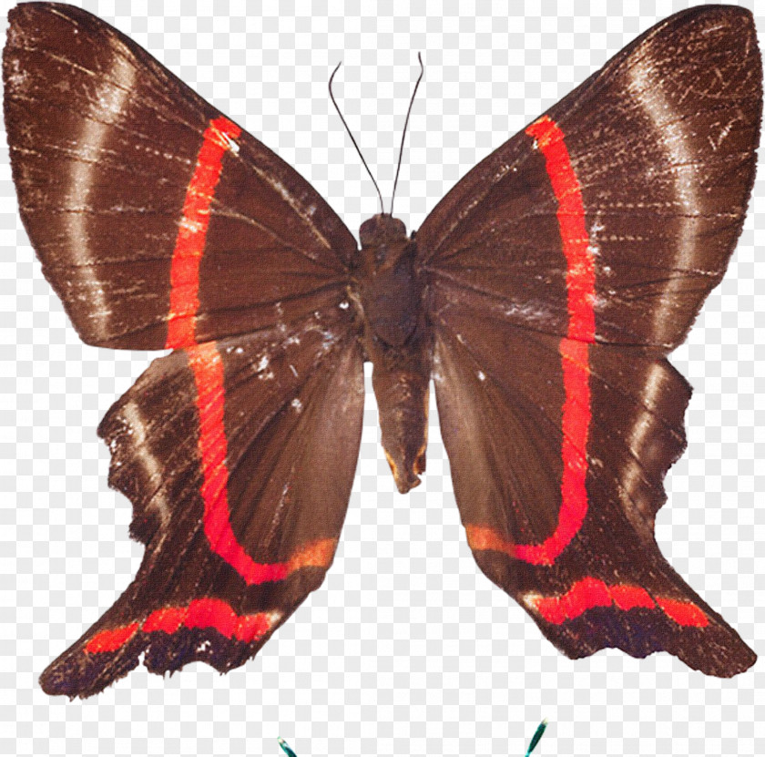 Butterfly Nymphalidae Moth PNG