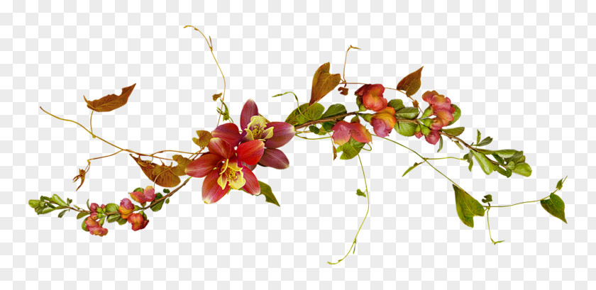 Flower Plant Vine Drawing Blog PNG