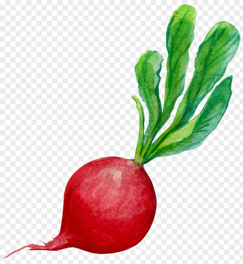Hand-painted Carrots Radish Carrot Clip Art PNG