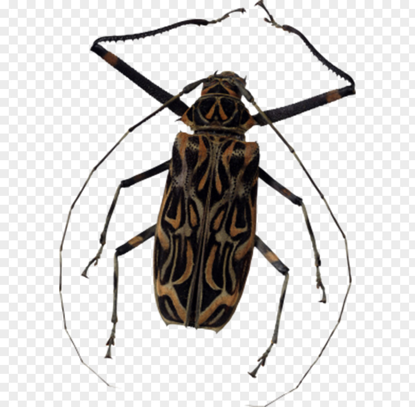 Markings Beetle Insect Clip Art PNG