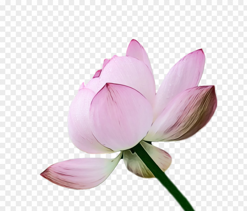 Sacred Lotus Plant Stem Cut Flowers Bud Flower PNG