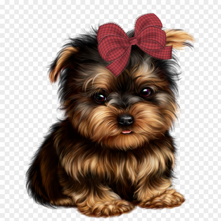 Silky Terrier Photos Morkie Puppy Yorkshire Yorkipoo Australian PNG