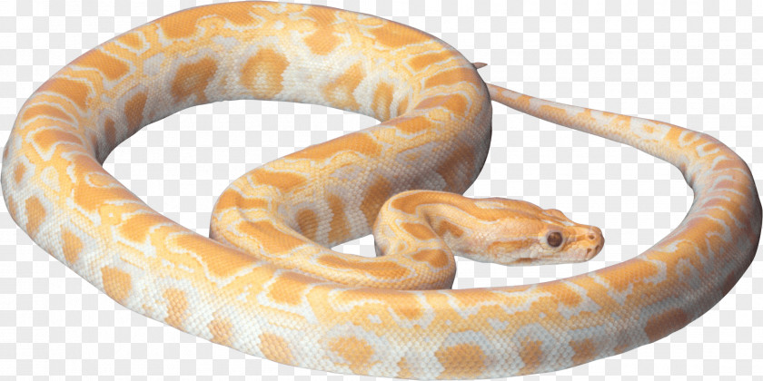 Snake Image Picture Download Reptile PNG