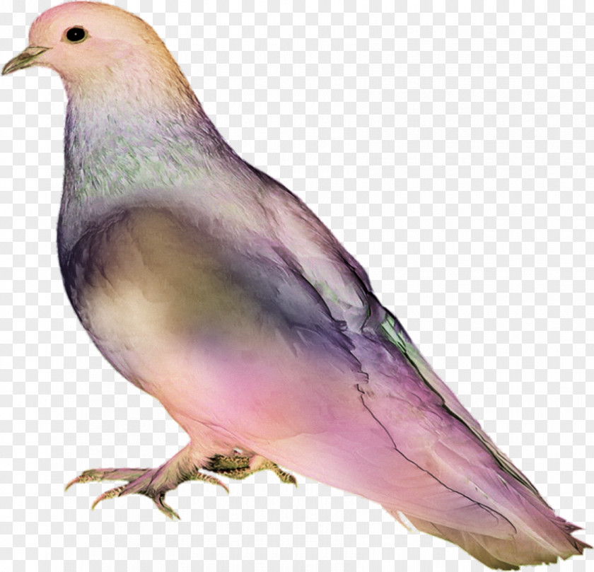 Bird Pigeons And Doves Image Clip Art PNG