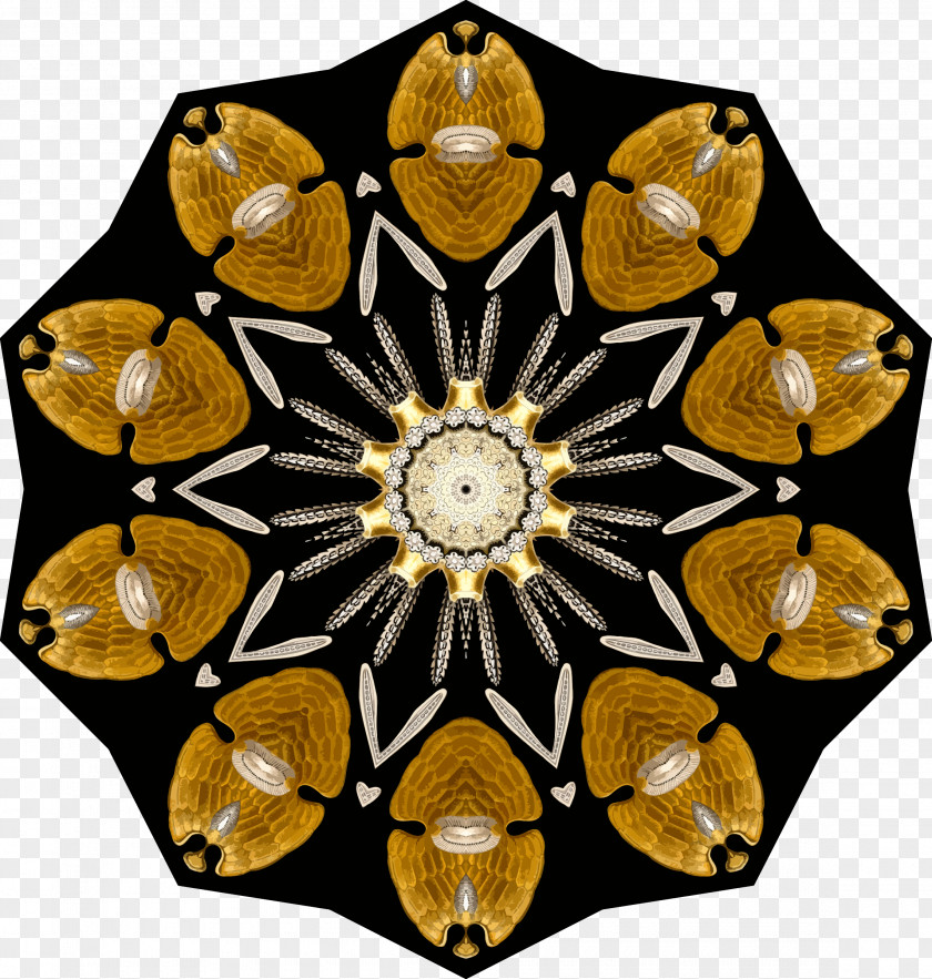 Echinidea Symmetry Pattern PNG