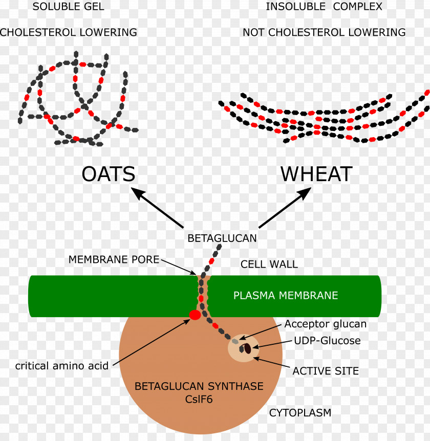 Wheat Oat Beta-glucan PNG