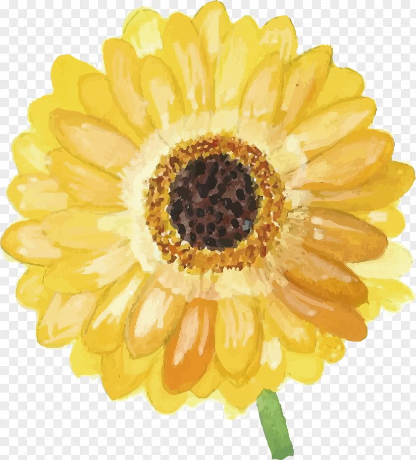 Yellow Daisy PNG