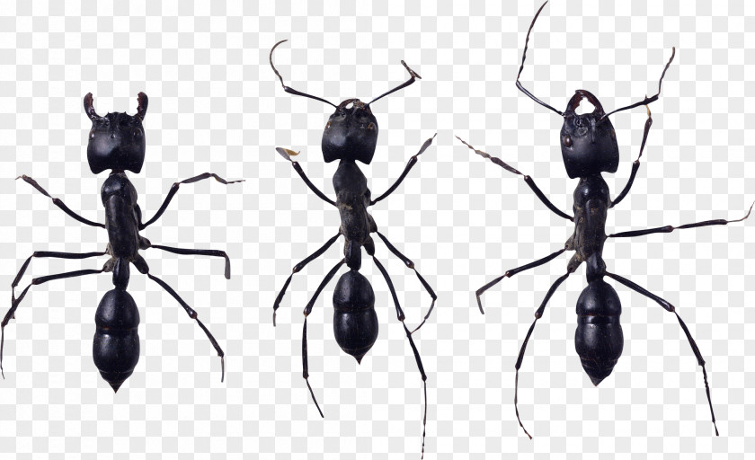Ant Icon Wiki PNG