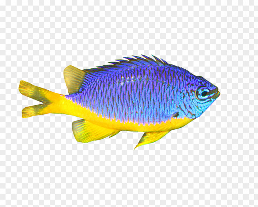 Fish Download PNG