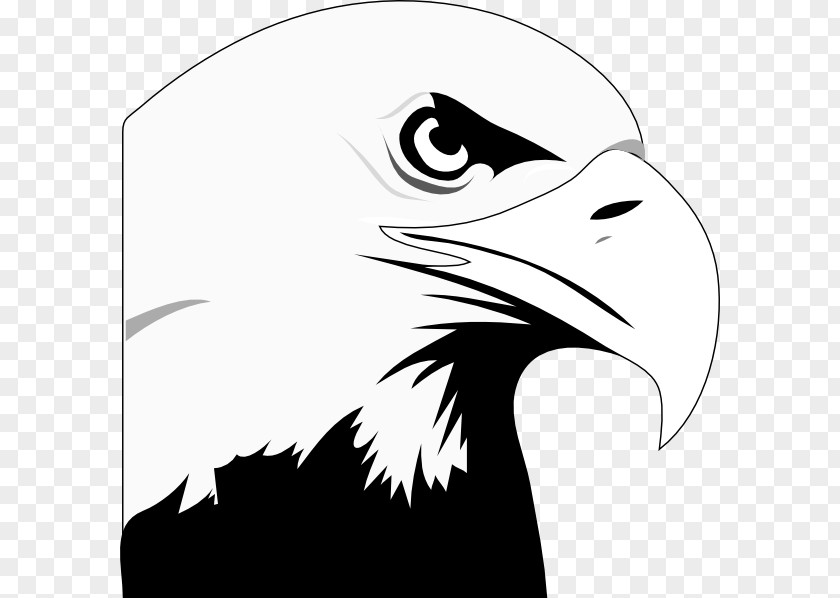 Flying Eagle Clipart Bald White-tailed Clip Art PNG