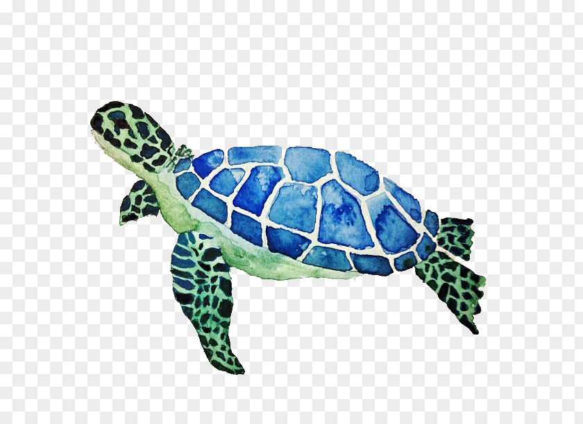 Cute Little Turtle Green Sea Color PNG