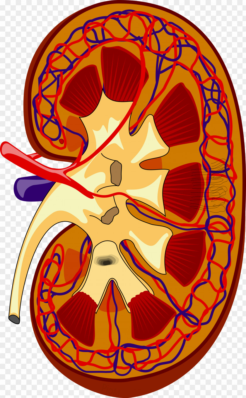 Kidney Excretory System Renal Medulla Pelvis Ureter PNG
