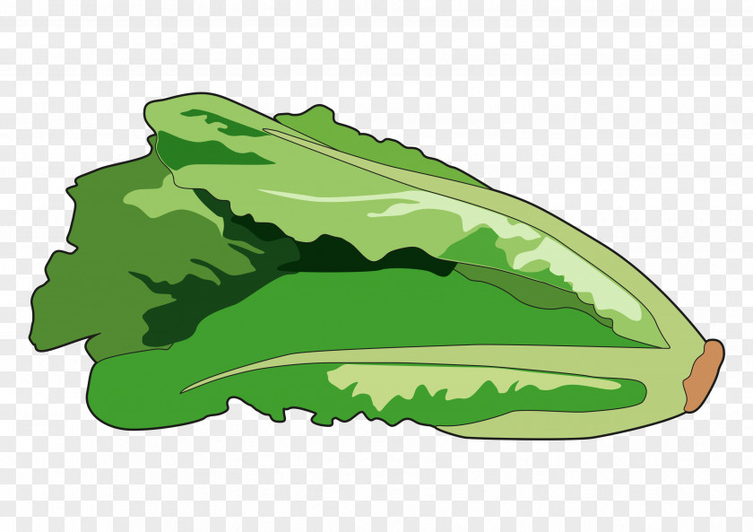Leaf Greens Lettuce Drawing Image PNG