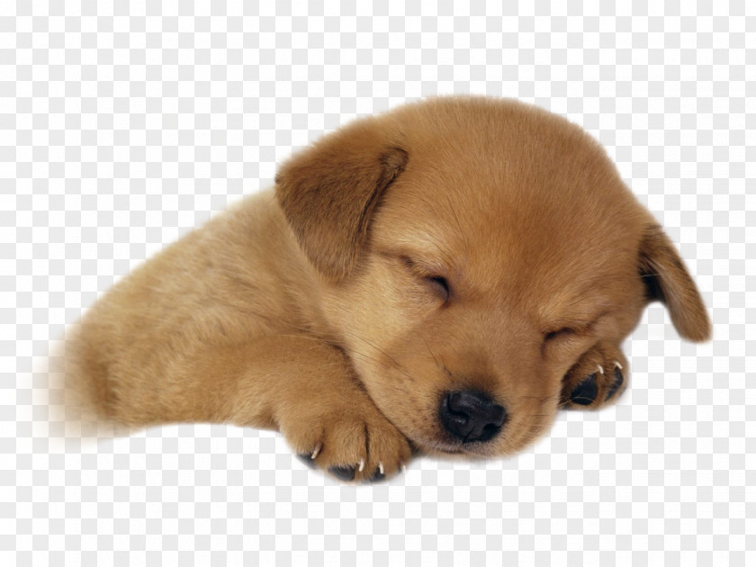 Sleeping Dog Puppy Golden Retriever Labrador Kitten Cuteness PNG