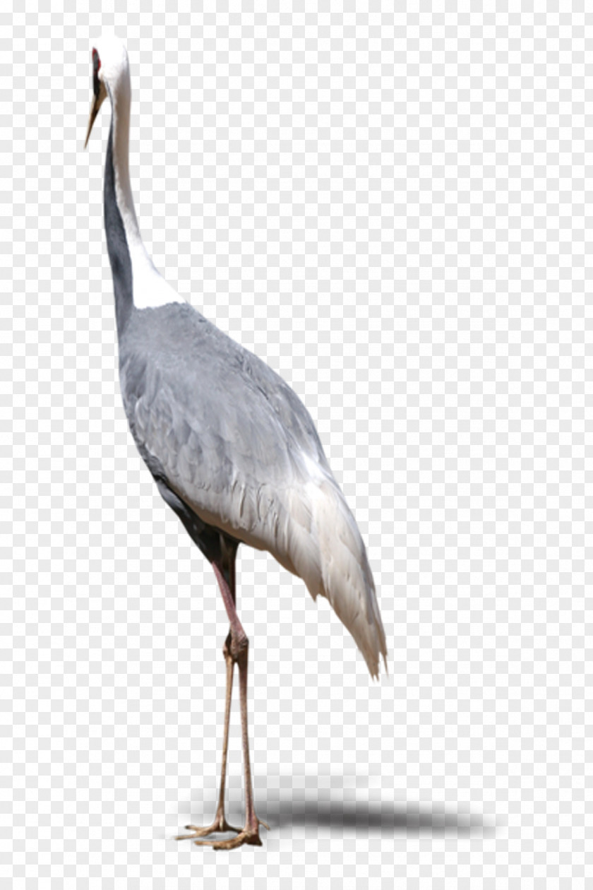 Standing Crane Red-crowned Bird Grey PNG