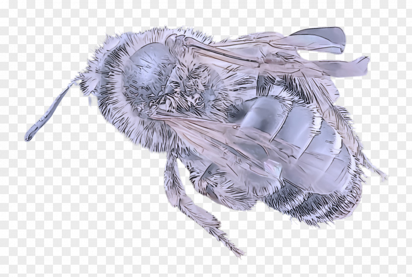 Bumblebee Fly Feather PNG