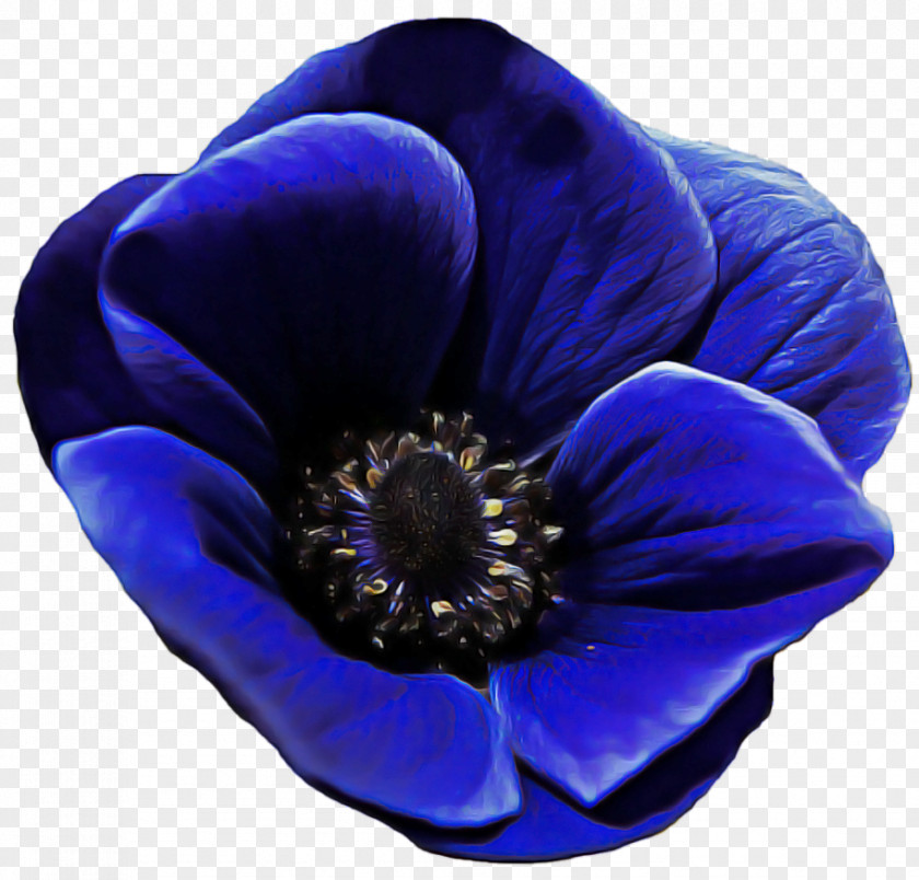 Flower Anemone Electric Blue M Petal Cobalt / PNG
