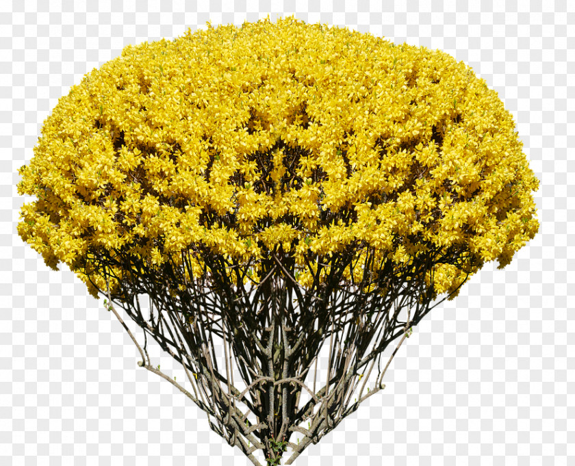 Flower Shrub Forsythia × Intermedia Image Europaea PNG