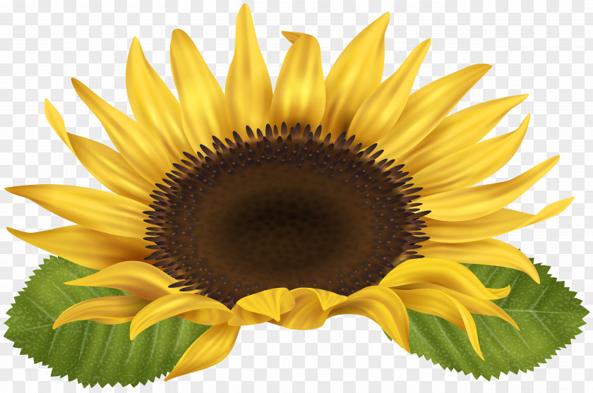 Flower Text Common Sunflower Seed Clip Art PNG