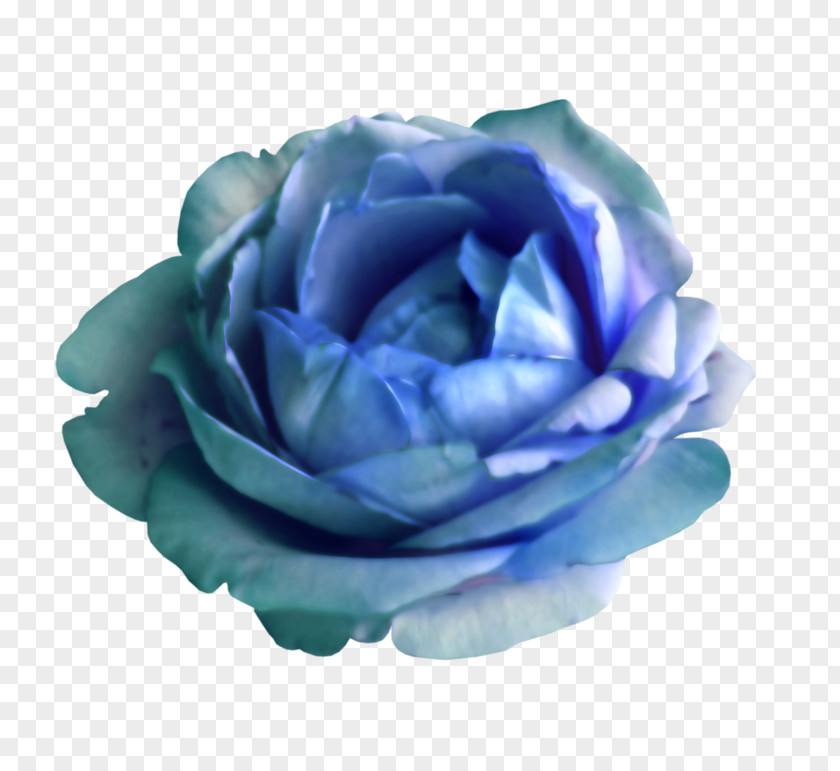 Garden Roses Cabbage Rose Blue Cut Flowers Petal PNG