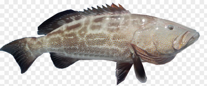 Grouper Fish Tilapia Black Mycteroperca Microlepis Atlantic Goliath PNG