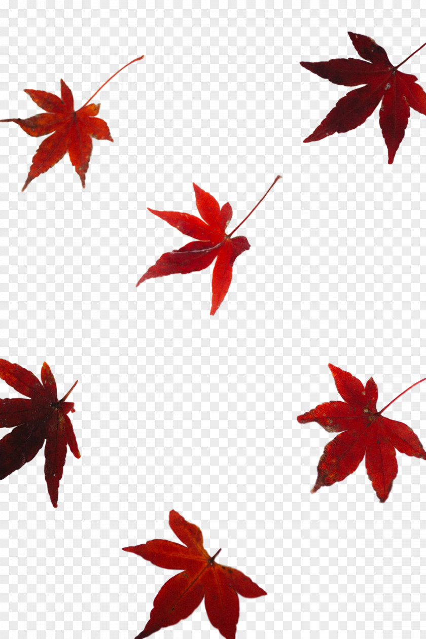 Leaf Flower Petal Maple / M PNG