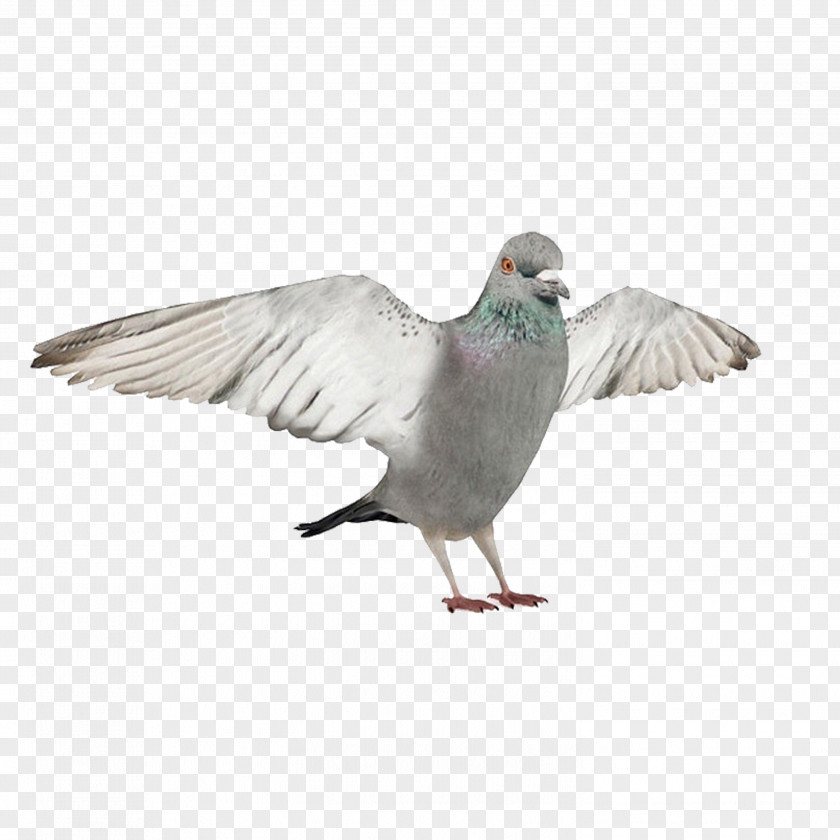 Pigeons,wing Bird 3D Modeling Autodesk 3ds Max Wavefront .obj File Computer Graphics PNG