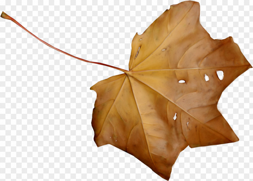 Autumn Leaves Maple Leaf Brown PNG