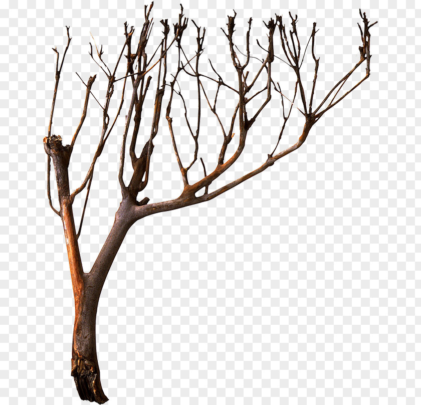 Dead Tree Material Photography PNG