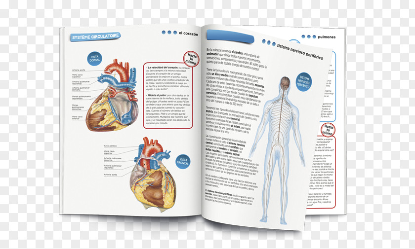 Educação Human Body Game Anatomy Homo Sapiens PNG