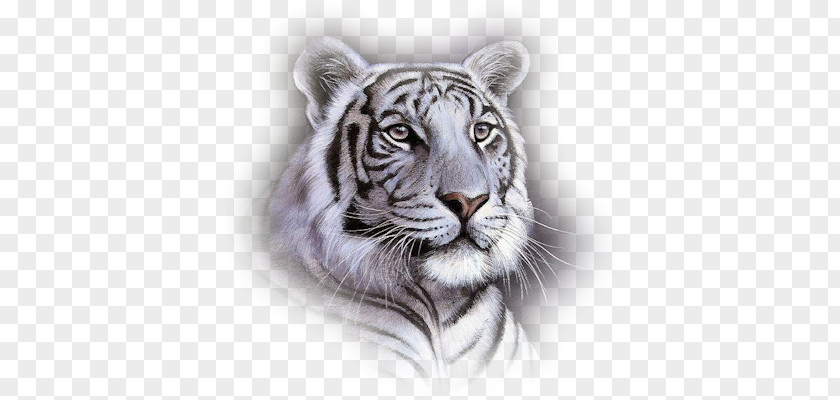White Tiger Bengal Big Cat Animal PNG