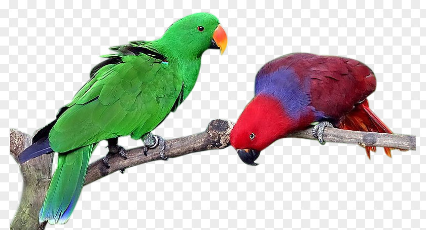 Bird Lovebird True Parrot Eclectus Cockatiel PNG