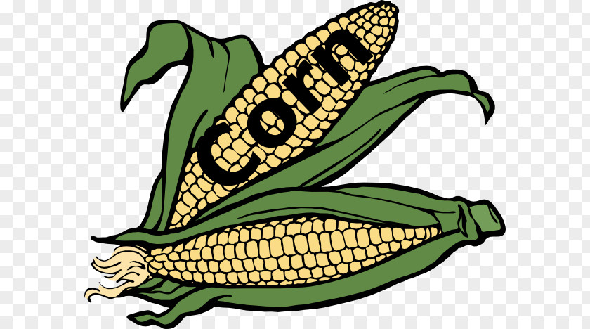 Corn Harvest On The Cob Coloring Book Clip Art Pudding PNG