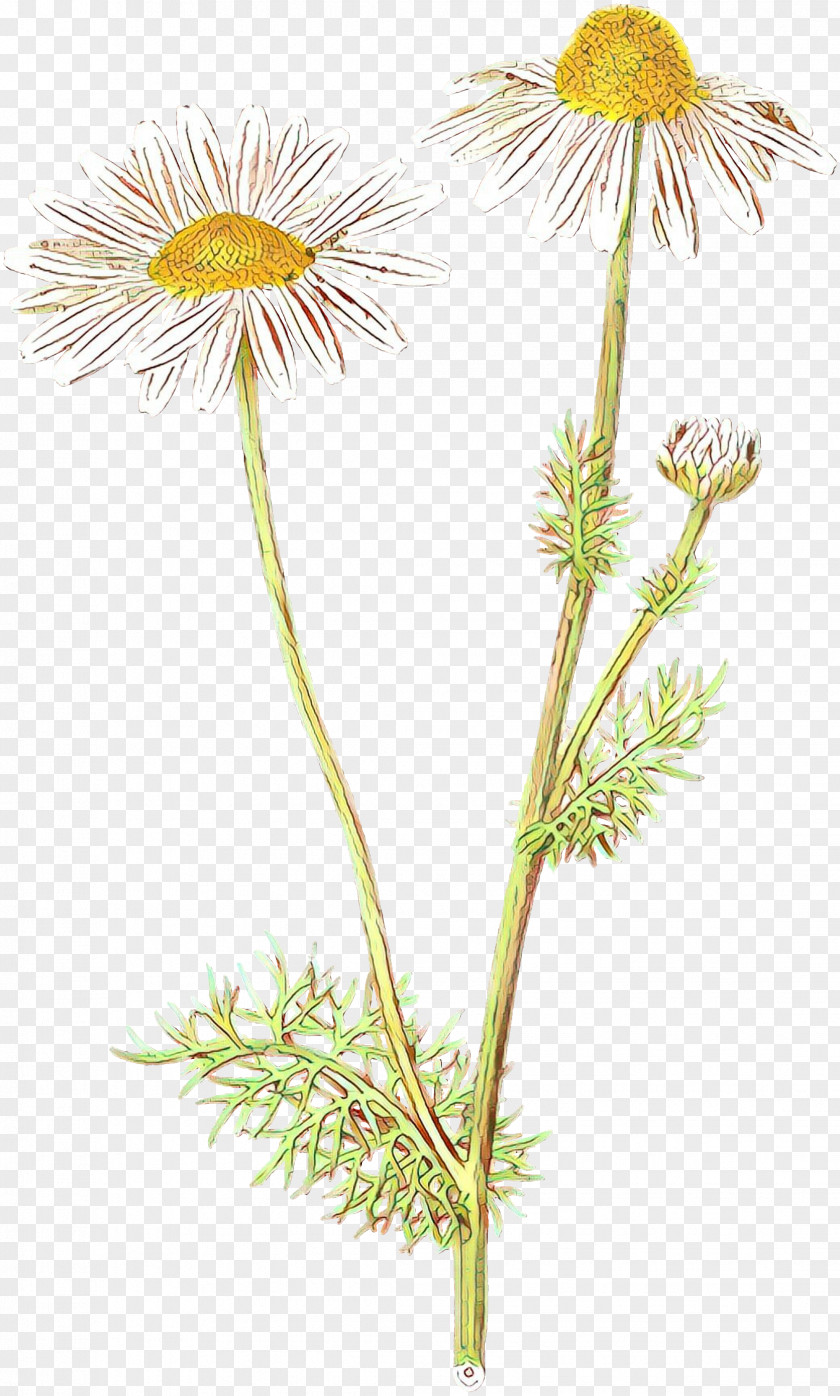 Dandelion Chrysanthemum Oxeye Daisy Roman Chamomile Plant Stem PNG