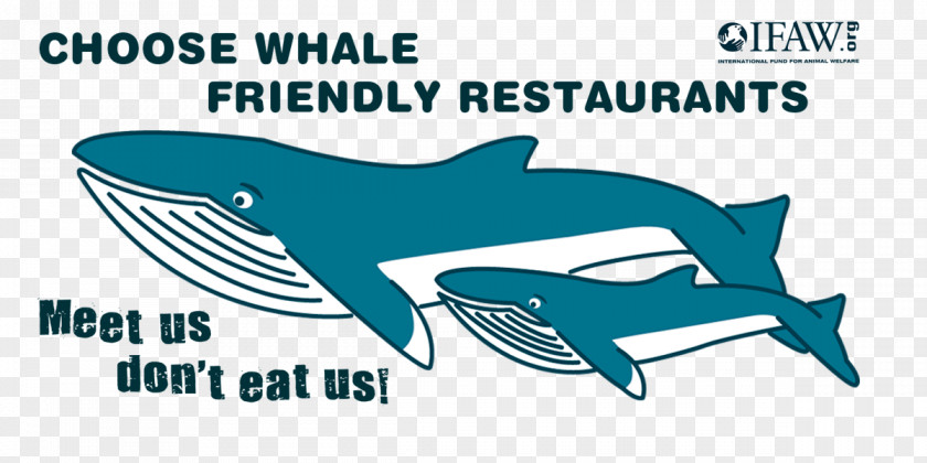 Dining Text Common Bottlenose Dolphin Gentle Giants – Húsavík Whale Watching In Iceland Cetacea PNG
