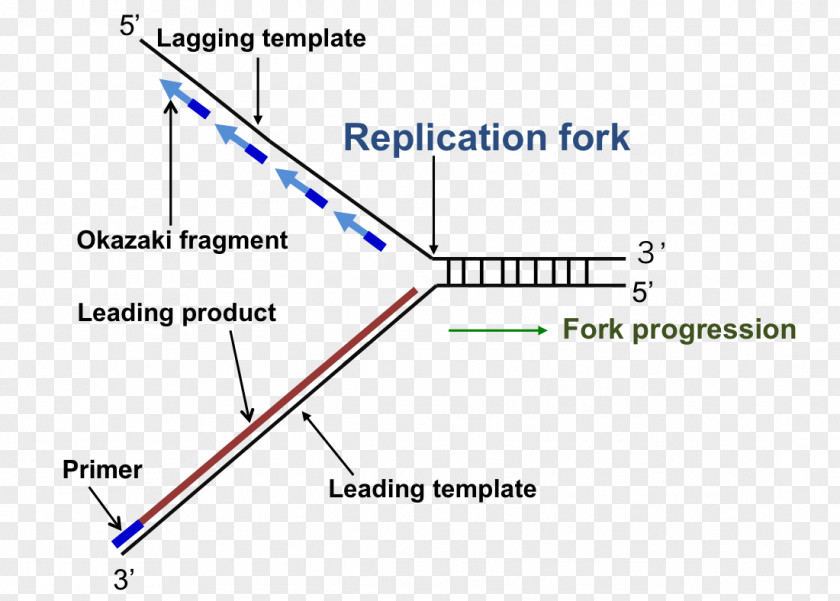 DNA Replication Fork Enzyme Triangle PNG