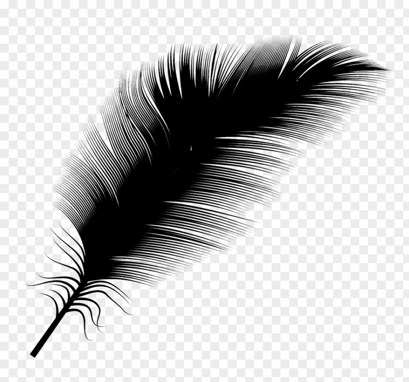 Feather Black And White PNG