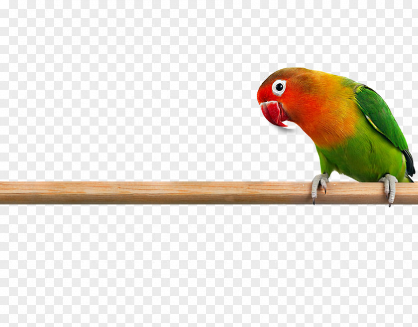 Love Birds Rosy-faced Lovebird Parrot Budgerigar Cockatiel PNG