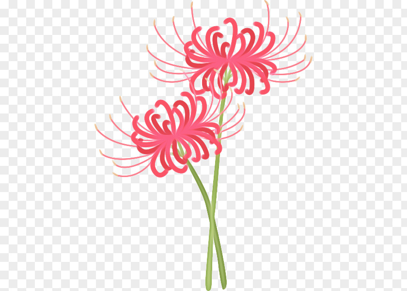 Petal Gerbera Pink Flower Cartoon PNG