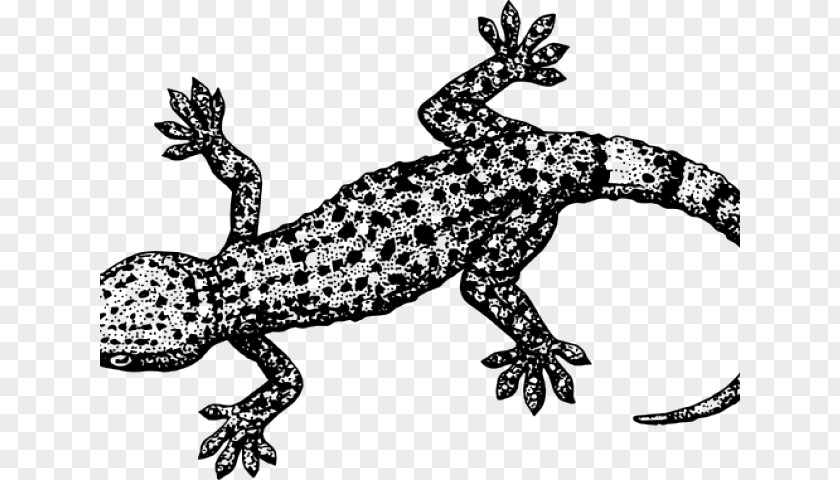 Wall Lizard True Salamanders And Newts Teacher Background PNG