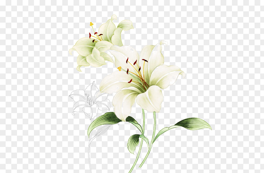 Lines Hand-painted White Flowers PNG hand-painted white flowers clipart PNG