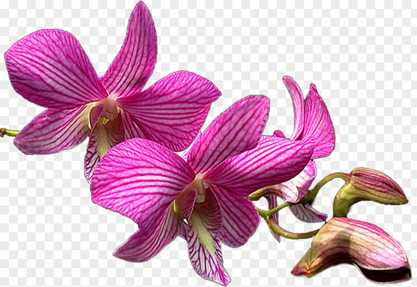 Orchid Moth Orchids Dendrobium Cattleya PNG