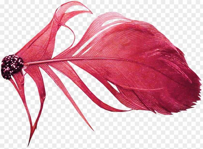 Red Feather Color PNG